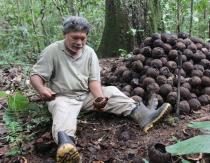 Бразильский орех: польза и вред для организма Бразильский орех дерево