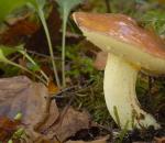 Маслята: описание и выращивание мицелия в домашних условиях Маслята грибы съедобные или нет