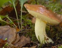 Маслята: описание и выращивание мицелия в домашних условиях Маслята грибы съедобные или нет
