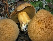 Как готовить грибы моховики: несколько отличных рецептов